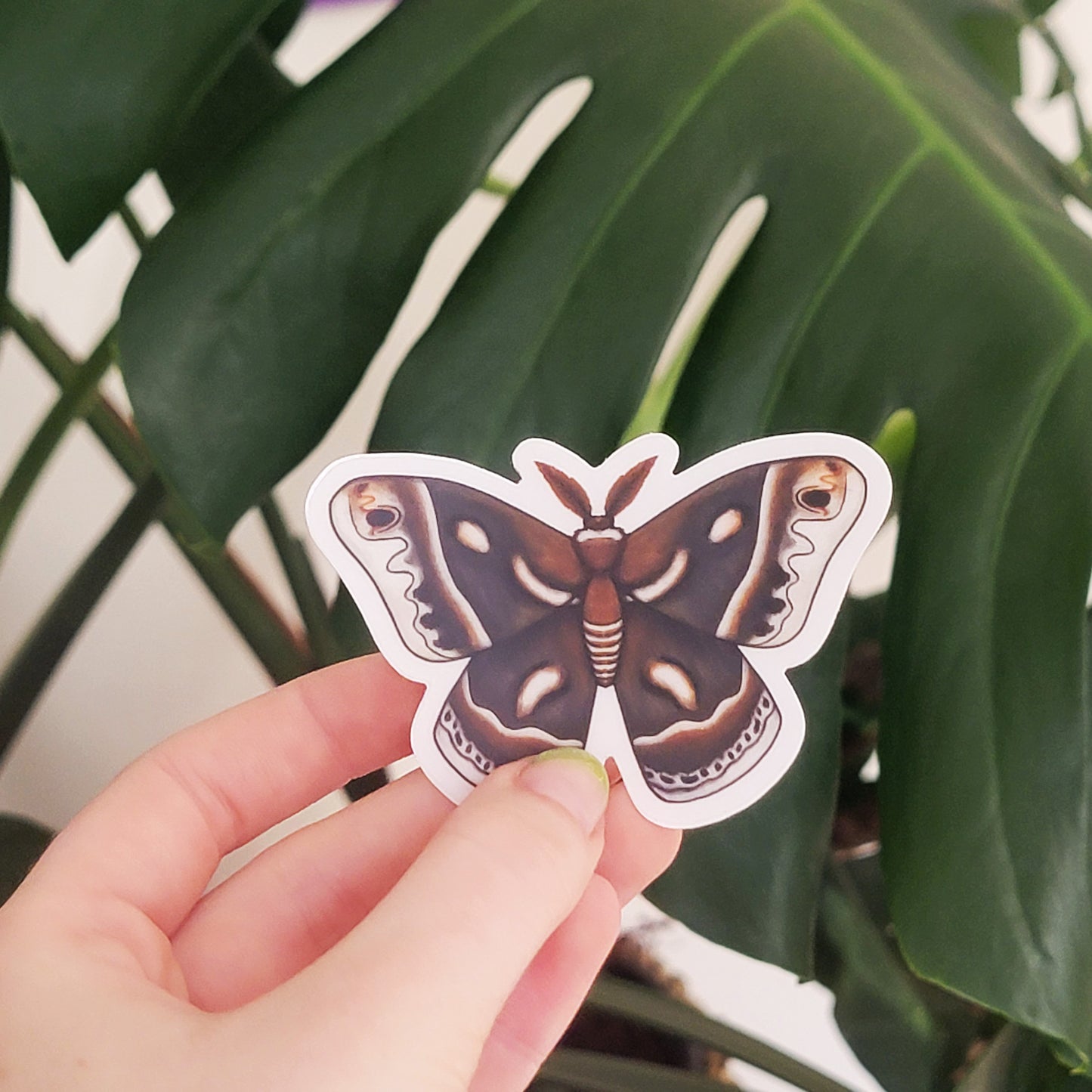 Cecropia Moth Sticker