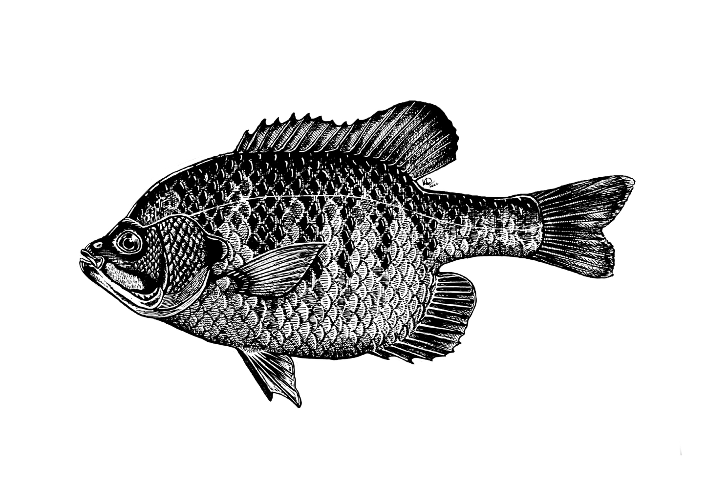 Bluegill Adult Print