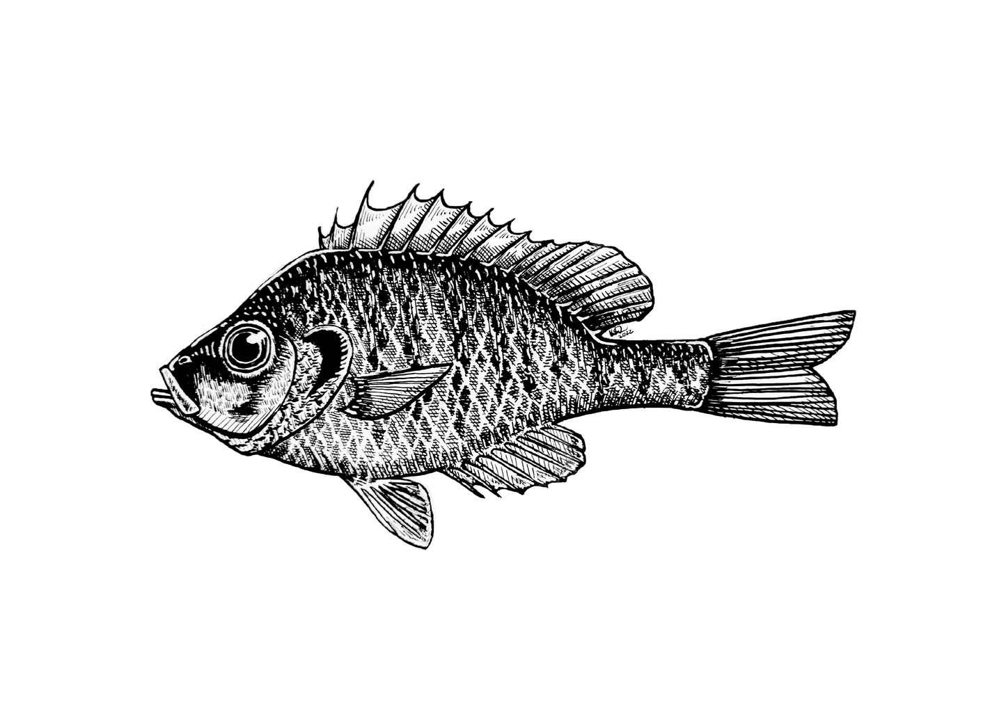 Young Bluegill Print