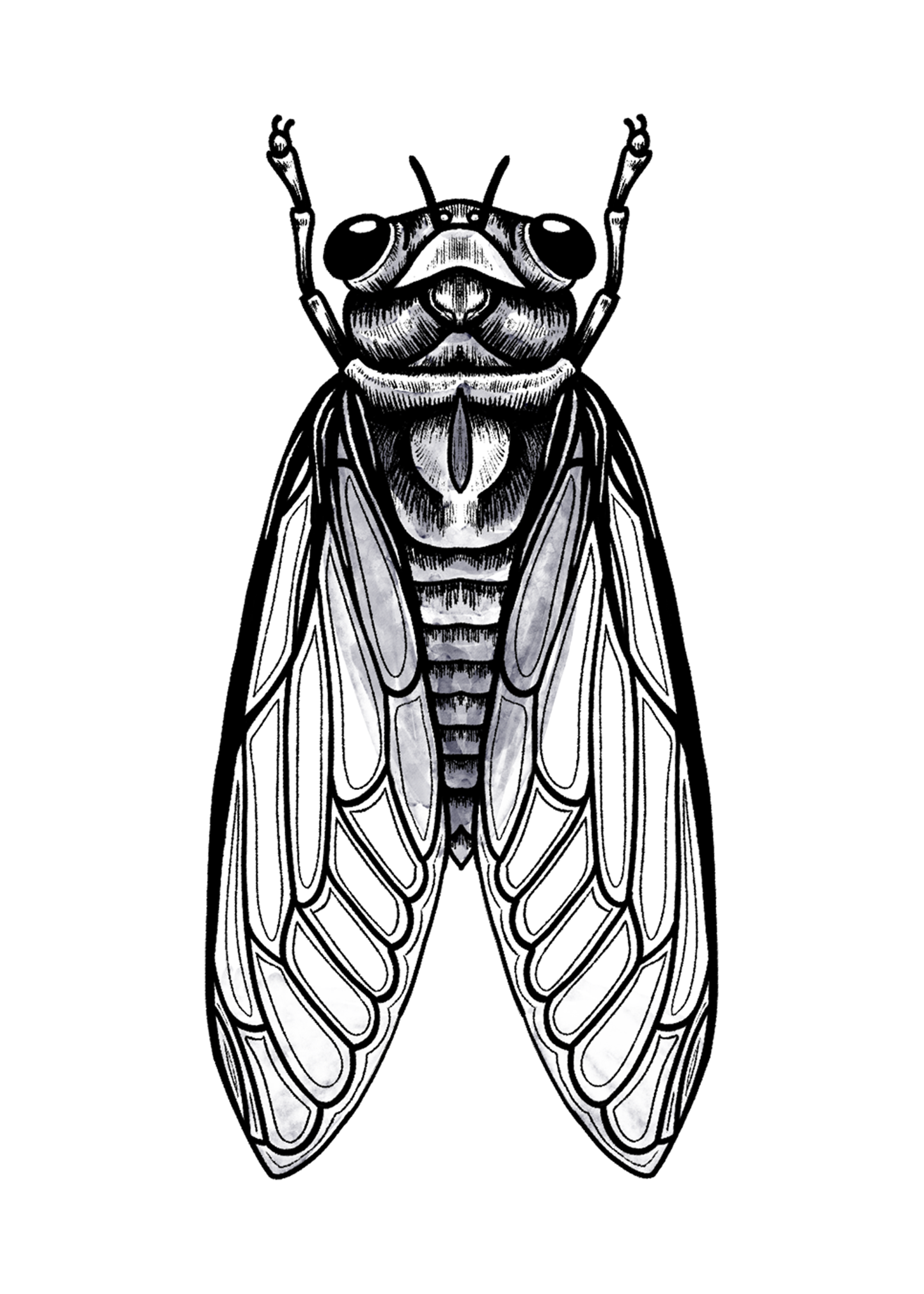 Cicada Print